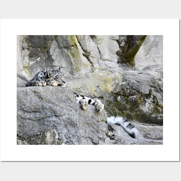 Snowleopard Wall Art by RaphaelWolf